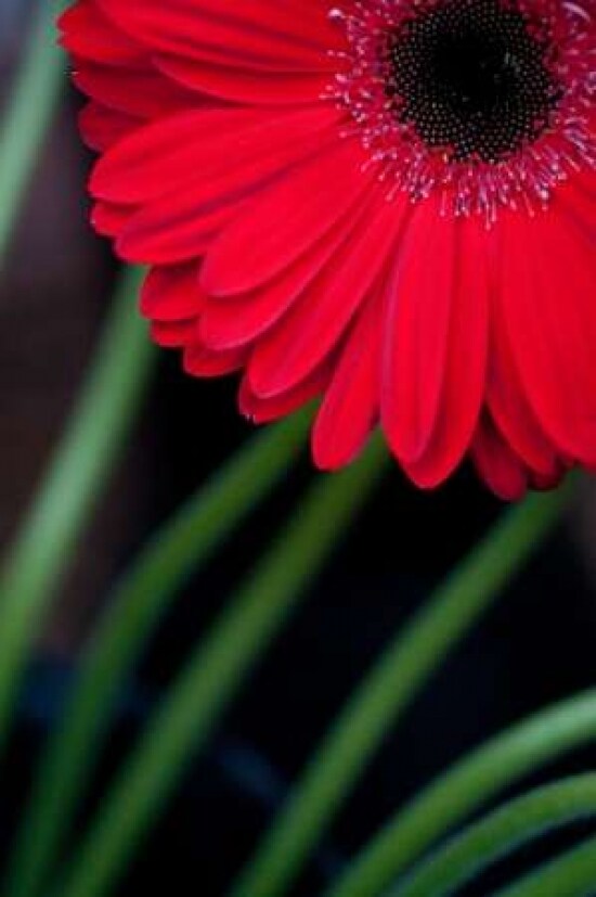 Red Gerbera Daisy Poster Print by Erin Berzel - Item # VARPDXPSBZL891