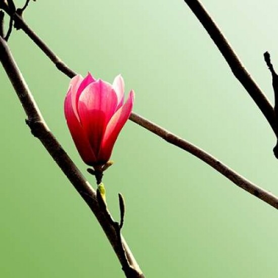 Tulip Tree 3 Poster Print by PhotoINC Studio - Item # VARPDXP953D