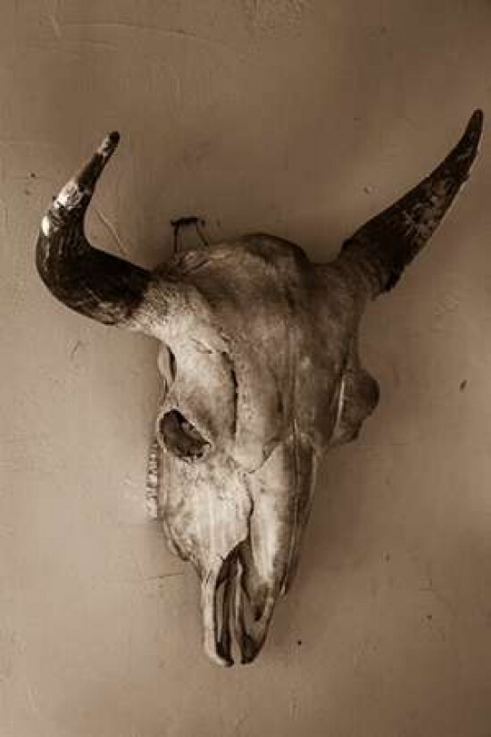 Steer Skull Poster Print by Kathy Mahan - Item # VARPDXPSMHN340