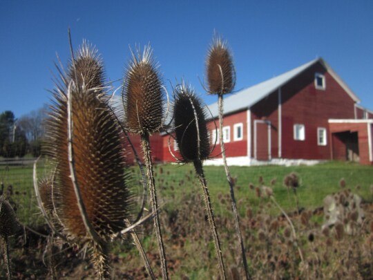 TEASEL ROOT Tincture Organic herbal Tincture product 2