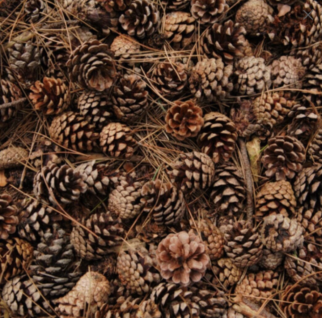 50 Miniature Pine Cones, Clean, Heat Treated, Tiny Pine Cones, Hemlock, NEW