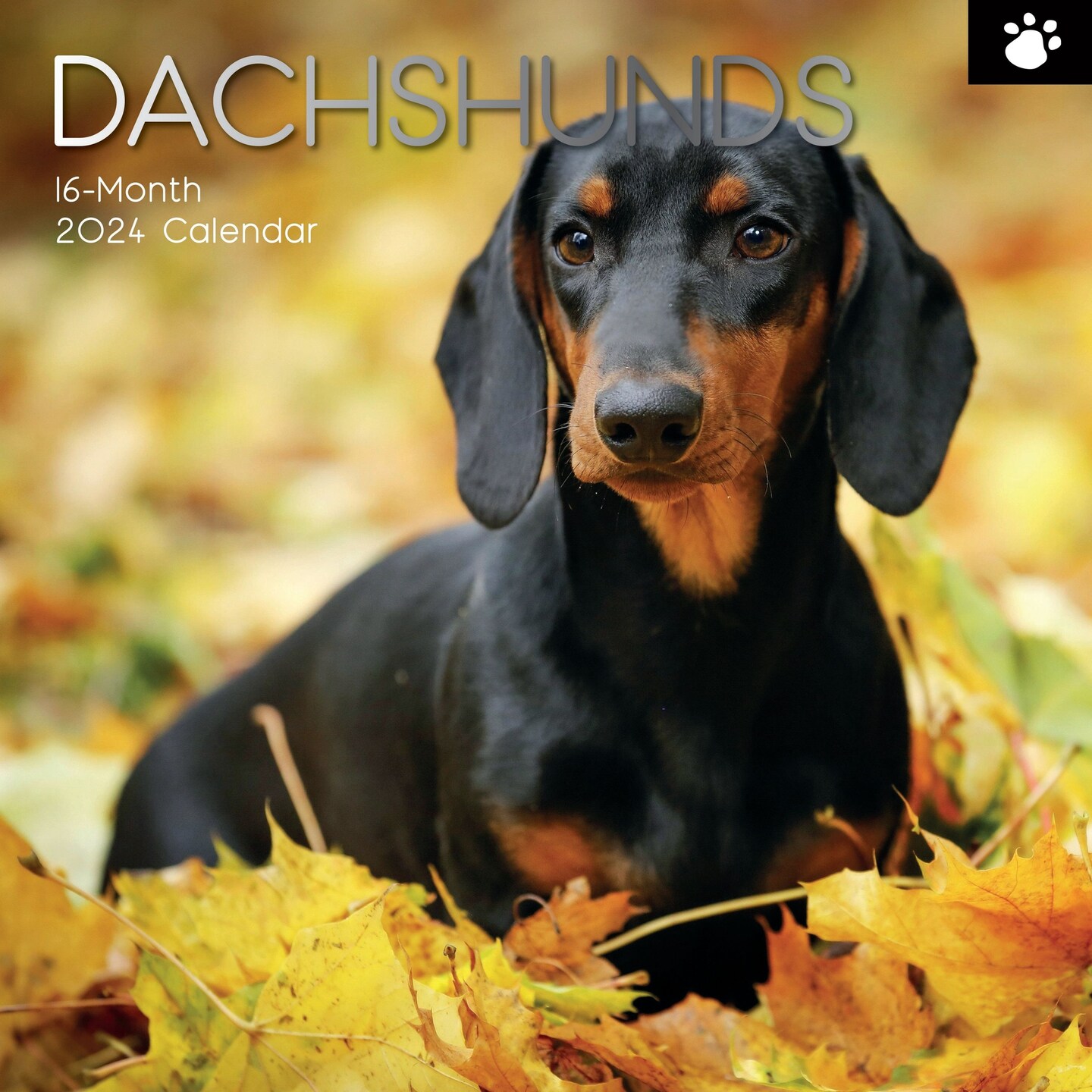 2024 Square Wall Calendar, Dachshund, 16Month Paw Prints Theme with