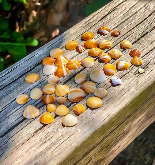 40 Florida Sunburst Spectral Bittersweet Clam Seashells | Approx