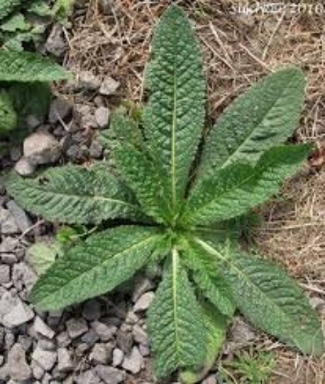TEASEL ROOT Tincture Organic herbal Tincture product 4