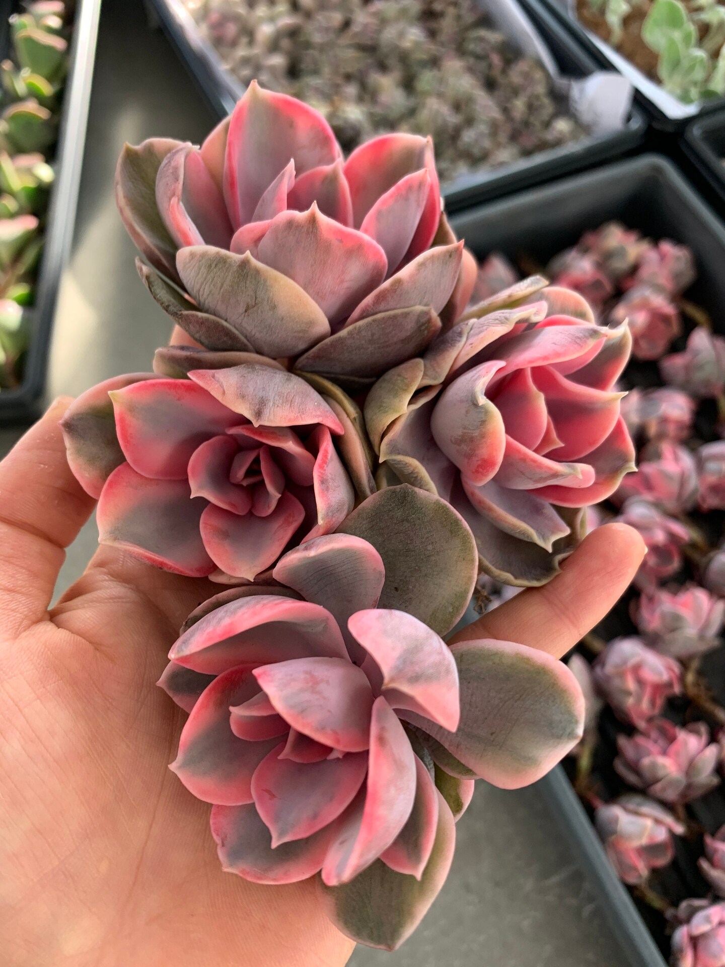 @Rabbit.Echeveria出品 Echeveria Pink Bunny-succulent - Etsy