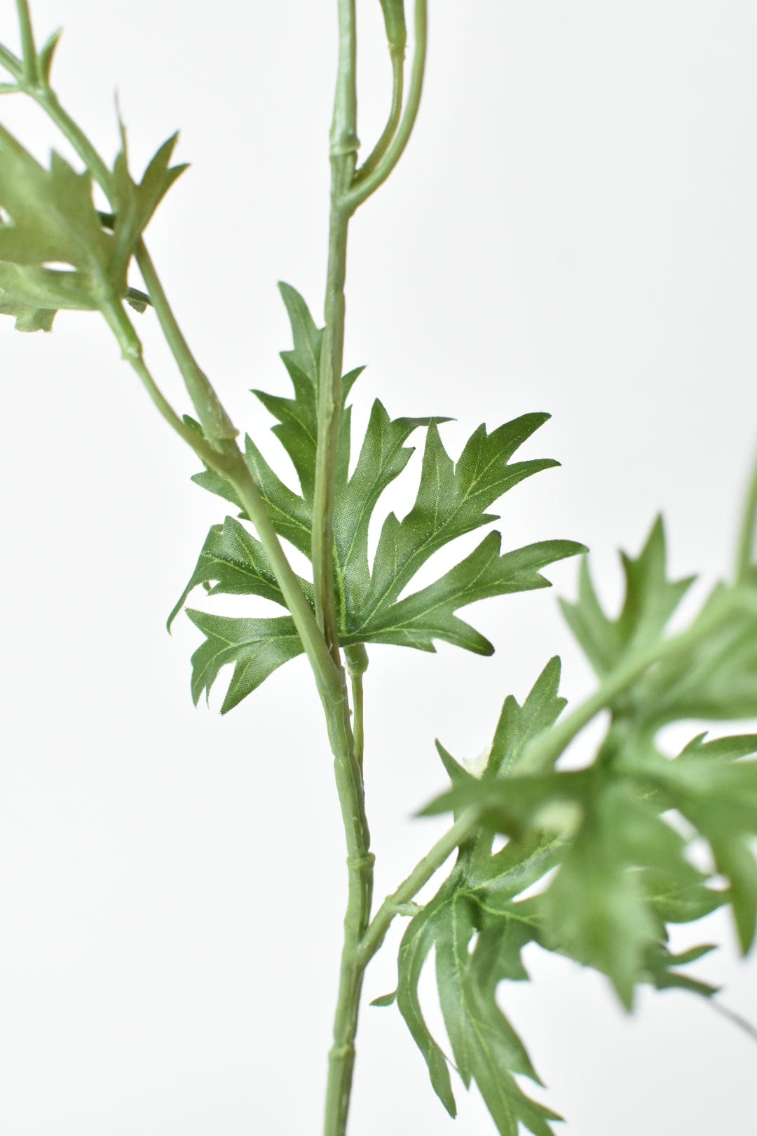 ranunculus様 リクエスト 2点 まとめ商品 Ranunculus Double Cappuccino Buttercup Bulbs – Wayside Gardens