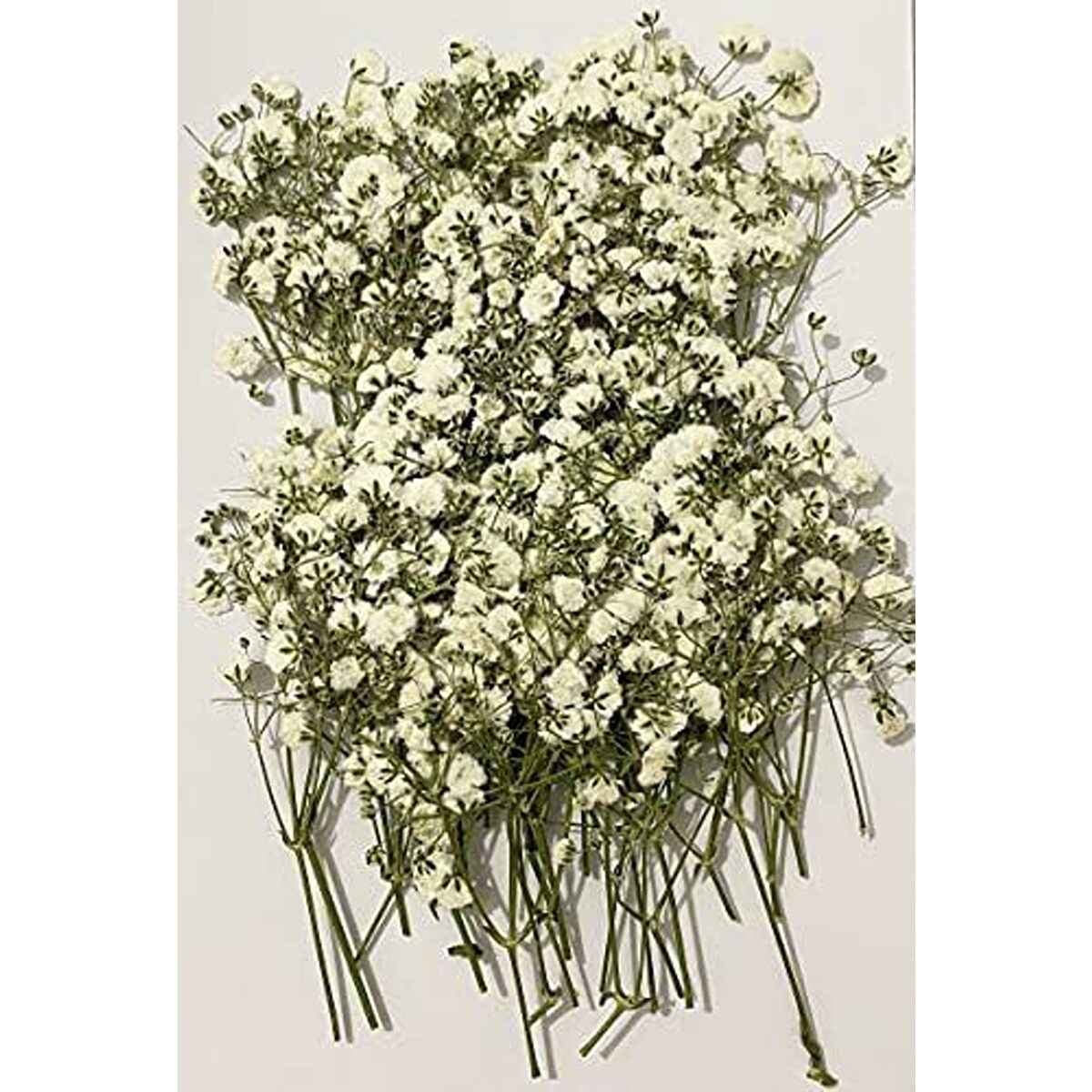 Natural Dried Baby&#x27;s Breath Flower 100 pcs