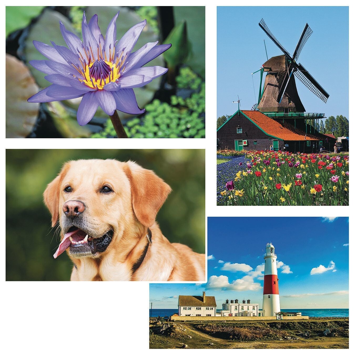 Thera-Jigsaw™ Foam Puzzles Set: Dog, Lighthouse, Flower, Windmill (Set of 4)