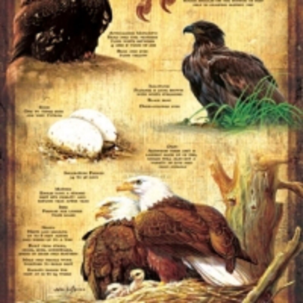 Sunsout Life Cycle of the Bald Eagle 500 pc   Jigsaw Puzzle 66406