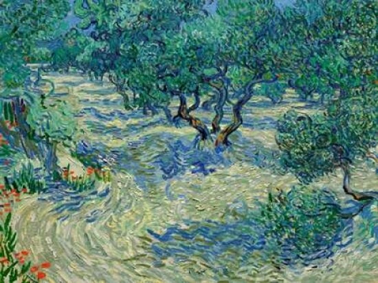 Olive Orchard Poster Print by Vincent Van Gogh - Item # VARPDX3VG1542