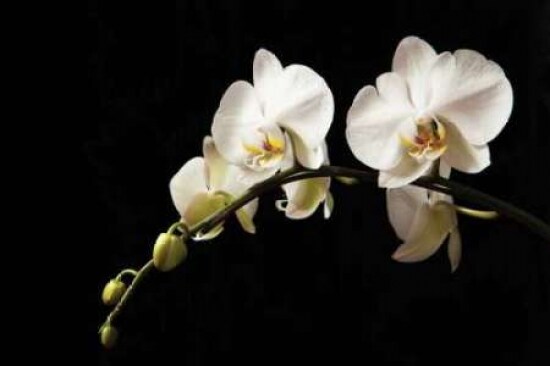Orchid on Black Poster Print by Karyn Millet - Item # VARPDXPSMLT125
