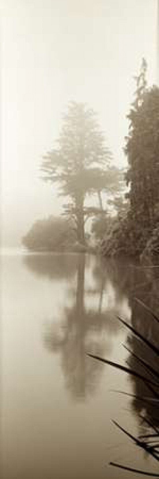 Lakeside Tree - 2 Poster Print by Alan Blaustein - Item # VARPDXABTRV40