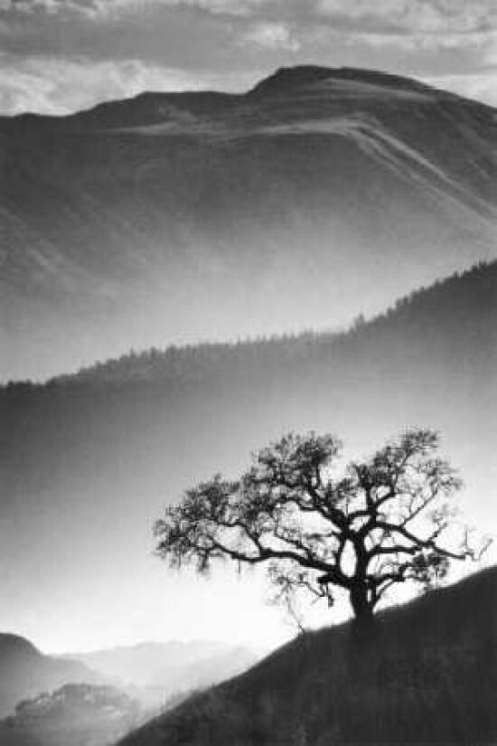 Black Oak Poster Print by Jean Miele - Item # VARPDXMJP202