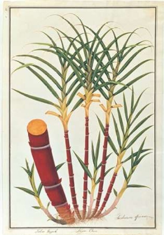 Sugar Cane Poster Print by 19th C Anonymous - Item # VARPDXBM10