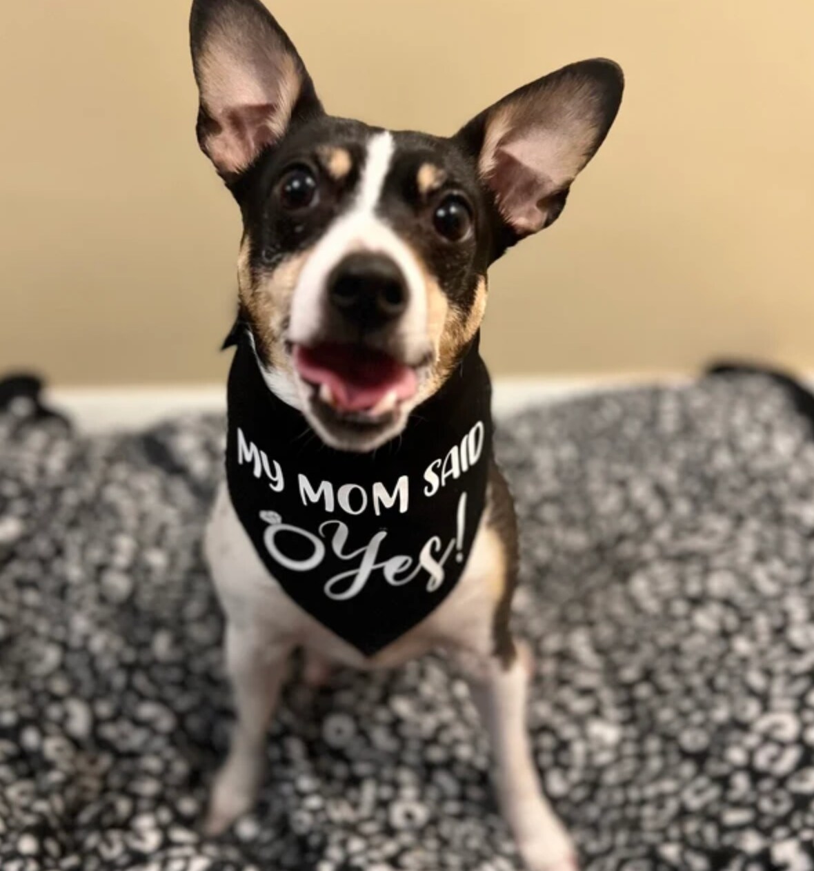 On My Mom's Last Nerve Funny Dog Bandana - Adjustable Triangle Pet Scarf In Red, One Size Fits Most Dogs Up To 23" Neck