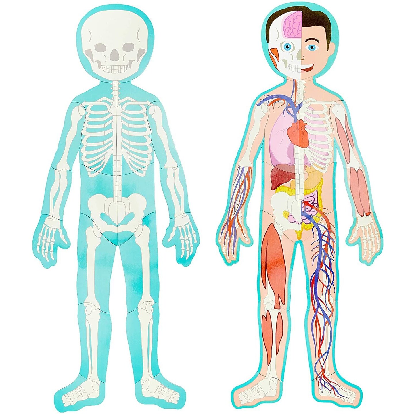 3 ft Large Magnetic Human Body Puzzle for Kids - Double-Sided Skeleton Floor Puzzles for Learning Anatomy, Body Parts Organs Model