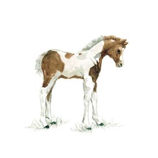 Baby Colt Poster Print by  Carol Robinson - Item # VARPDX17365