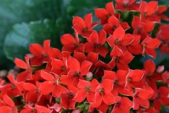 Red Flowers Poster Print by Brian Moore - Item # VARPDXPSMRE116