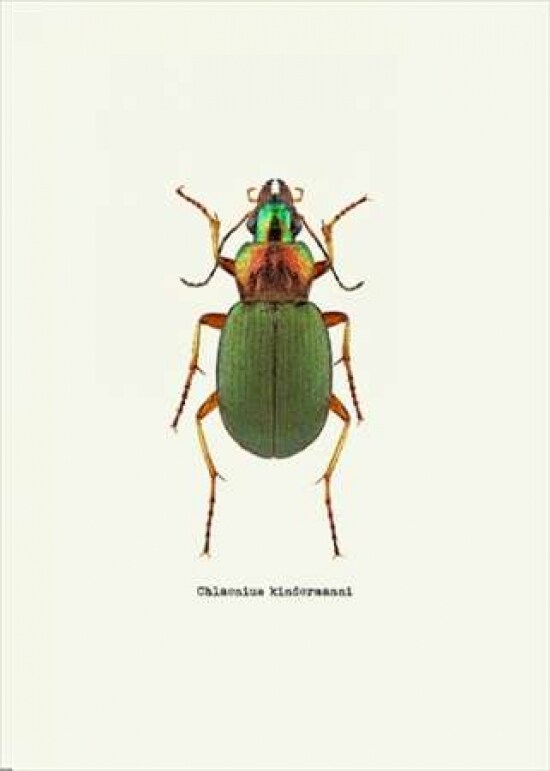 Beetle Green Poster Print by GraphINC - Item # VARPDXIN318893