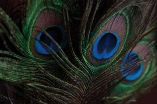 Peacock Feathers I Poster Print by Erin Berzel - Item # VARPDXPSBZL202
