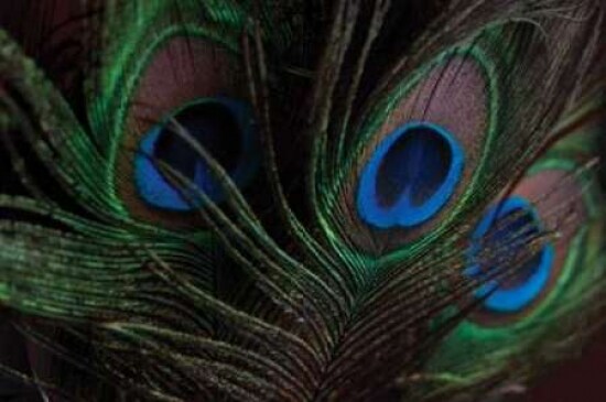 Peacock Feathers I Poster Print by Erin Berzel - Item # VARPDXPSBZL202