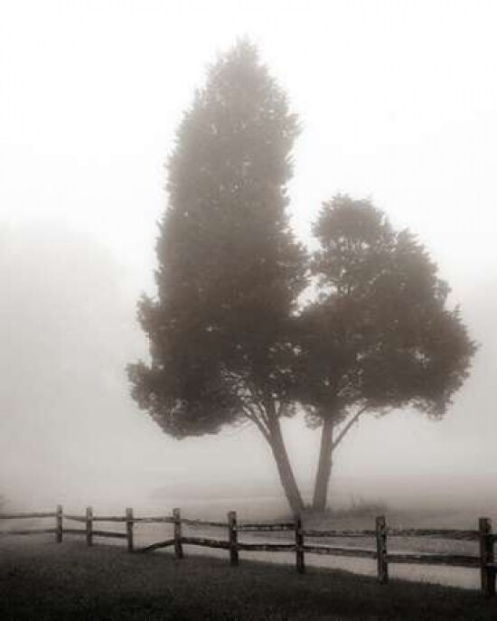 Cedar Tree and Fence Poster Print by Nicholas Bell - Item # VARPDXB2934D