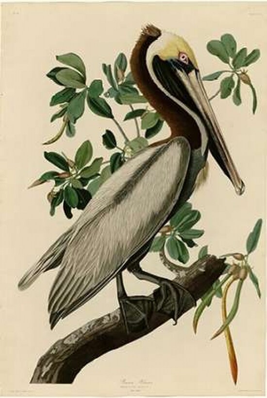 Brown Pelican Poster Print by  John James Audubon - Item # VARPDXJJA251