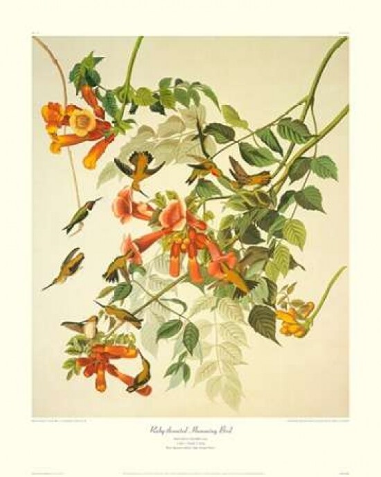 Ruby-Throated Hummingbird Poster Print by John James Audubon - Item # VARPDX132795