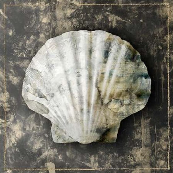 Marble Shell Series IV Poster Print by Edward Selkirk