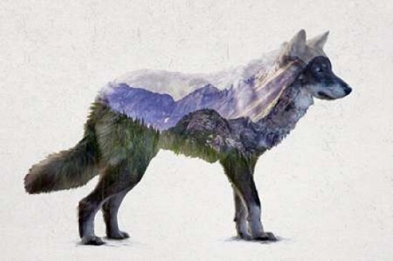 Rocky Mountain Grey Wolf Poster Print by Davies Babies - Item # VARPDXD941D