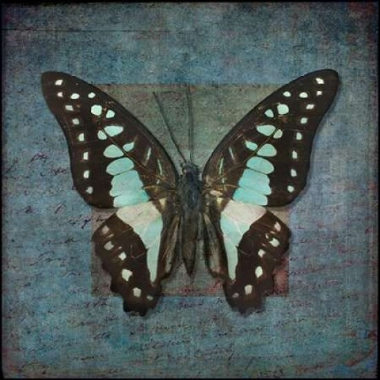 Colorful tropical Butterfly with vintage effects Poster Print by Assaf Frank - Item # VARPDXAF20110826028P3