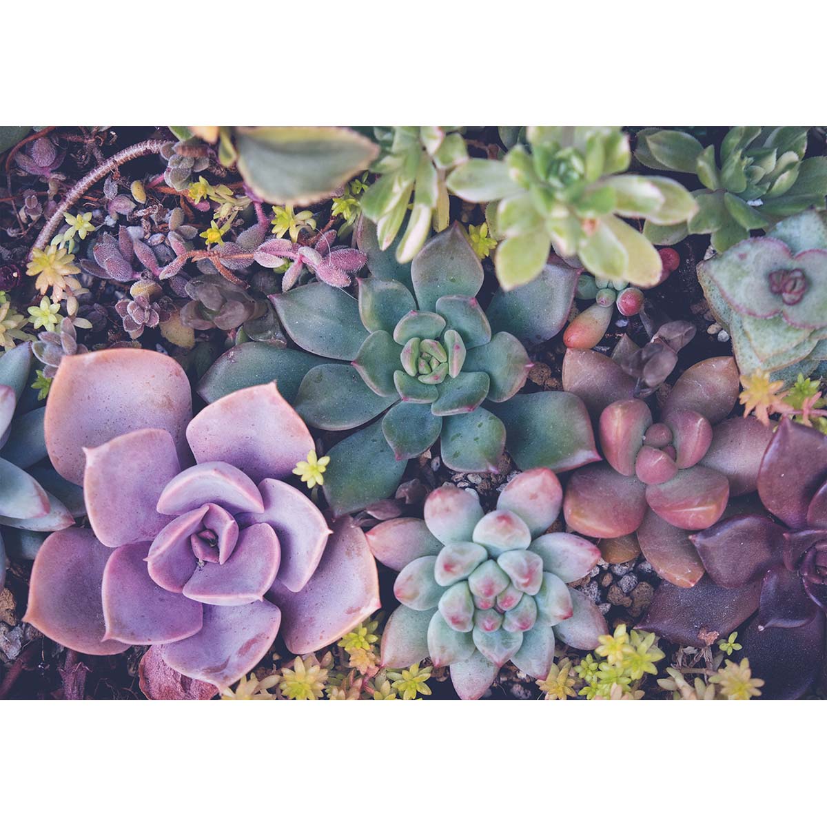 Lang Succulents Jigsaw Puzzle Michaels