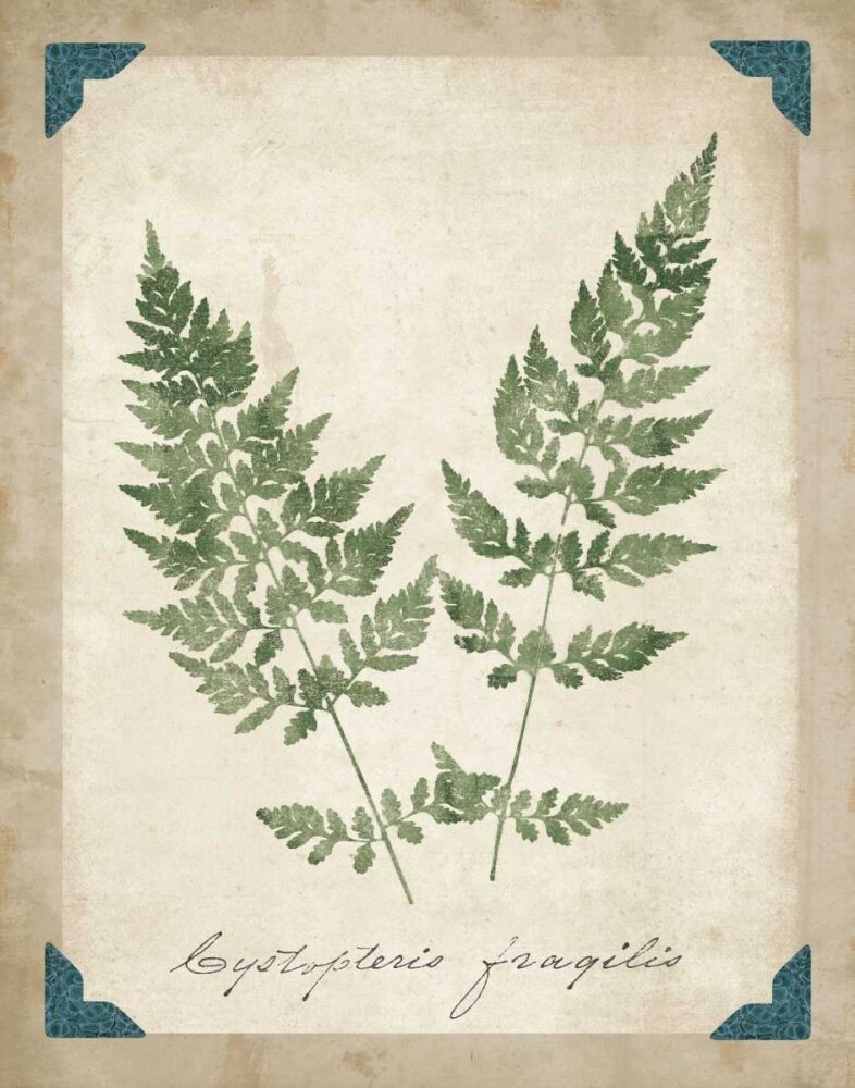 Vintage Ferns VII Poster Print by Wild Apple Portfolio - Item # VARPDX15585