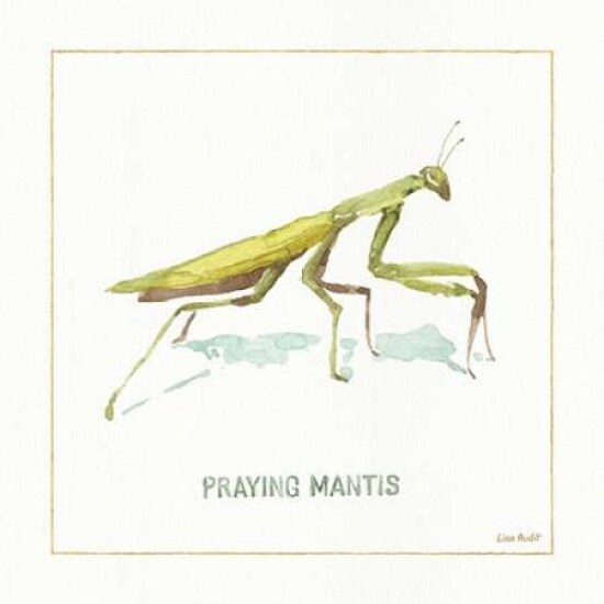 My Greenhouse Pray Mantis Poster Print by Audit Lisa - Item # VARPDX22208