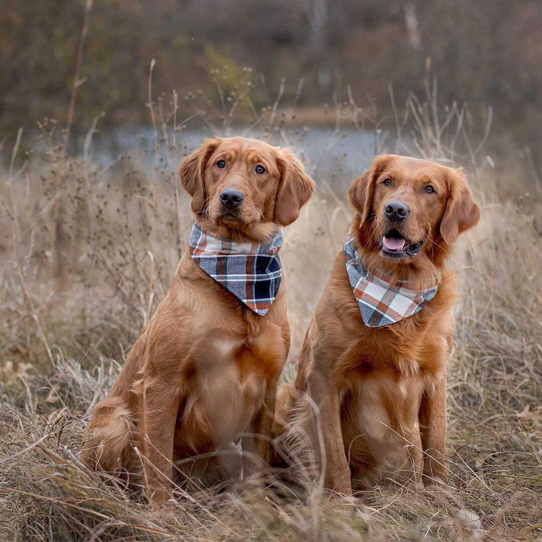 Autumn 2024 dog bandana