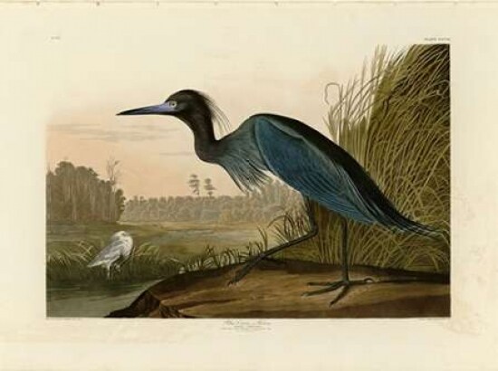 Blue Crane or Heron Poster Print by  John James Audubon - Item # VARPDXJJA307