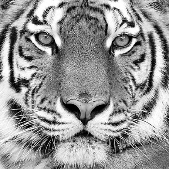 Tiger Poster Print by  PhotoINC Studio - Item # VARPDXP946D