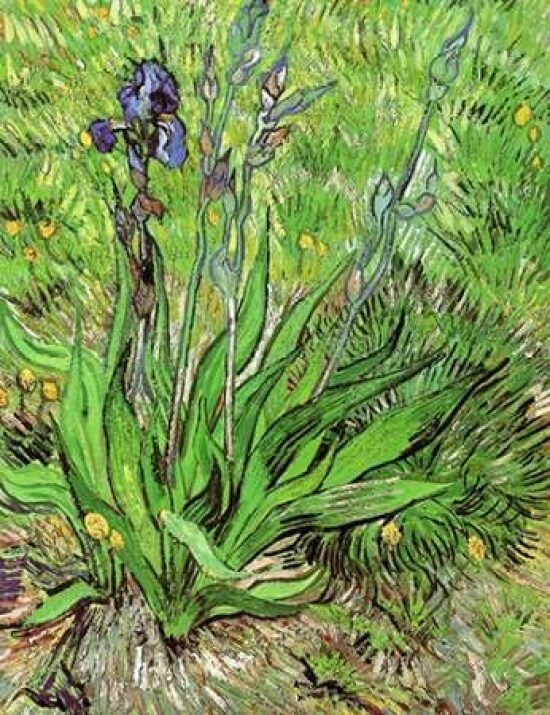 The Iris Poster Print by Vincent Van Gogh - Item # VARPDX374564