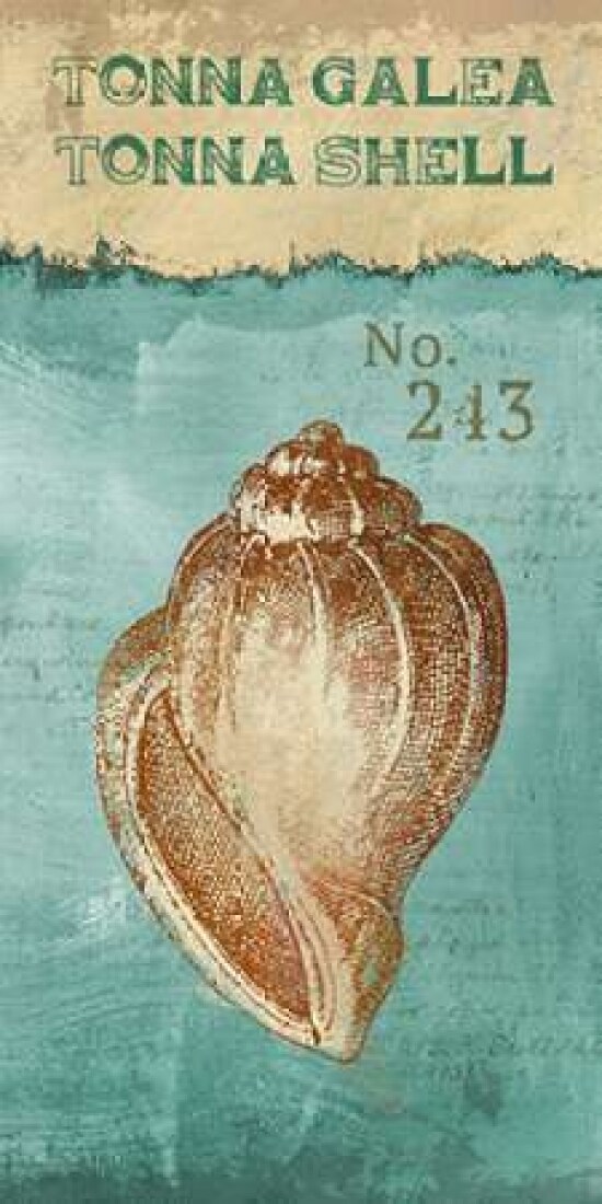 Tona Shell Tonna Shell Poster Print by Conrad Knutsen - Item # VARPDX15323, Size ...