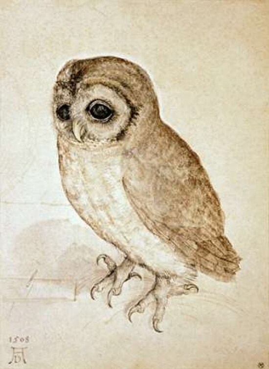 Screech Owl Poster Print by  Albrecht Durer - Item # VARPDX277447