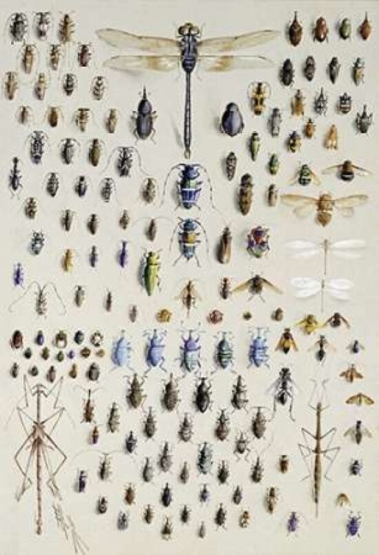 One Hundred and Fifty Insects Poster Print by Nmarian Ellis Rowan - Item # VARPDX268489