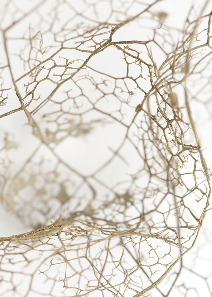 Leaf Skeleton Poster Print by Design Fabrikken Design Fabrikken - Item # VARPDXMF9691092