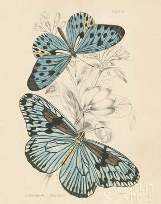 Assortment Butterflies II Poster Print by Wild Apple Portfolio - Item # VARPDX26642