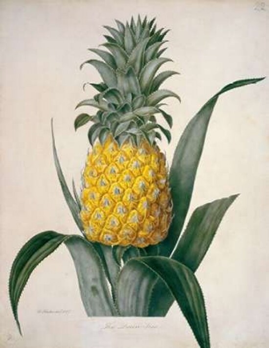 The Queen Pineapple Poster Print by William Hooker - Item # VARPDXWH03