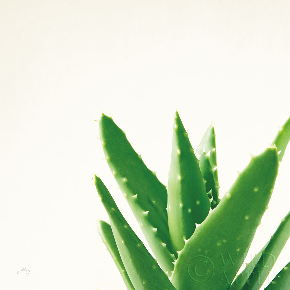 Succulent Simplicity VI Neutral Poster Print by Felicity Bradley - Item # VARPDX41653