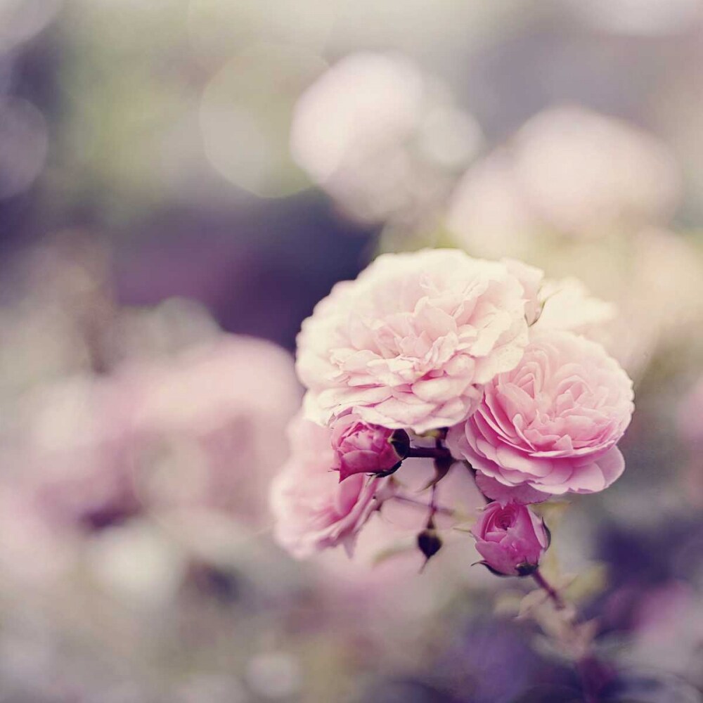 In the Garden Poster Print by Sarah Gardner - Item # VARPDX10143