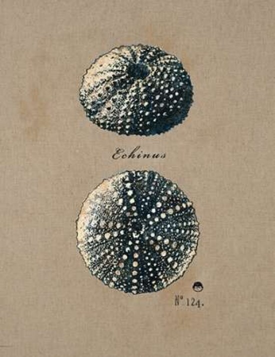 Vintage Linen Sea Urchin Poster Print by Regina Andrew Design - Item # VARPDX205AND1247