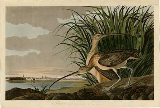 Long Billed Curlew Poster Print by  John James Audubon - Item # VARPDXJJA231