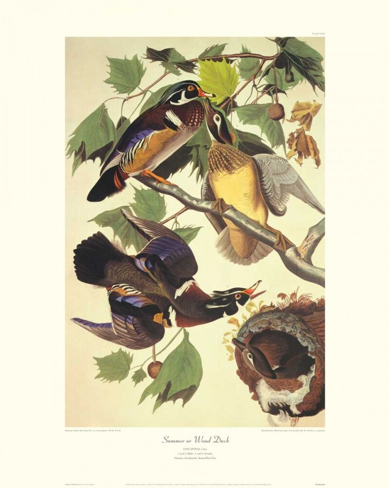 Summer Or Wood Duck Poster Print by John James Audubon - Item # VARPDX132766