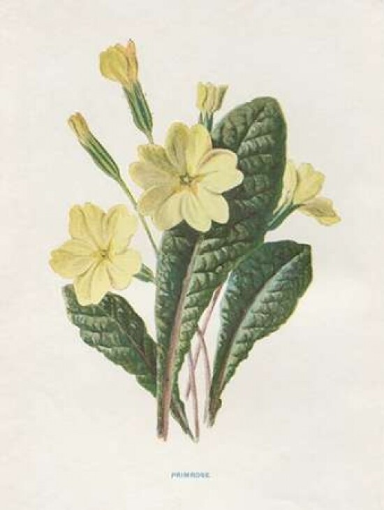Primrose Poster Print by Gwendolyn Babbitt - Item # VARPDXBAB441